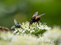 Insektenvielfalt an der Emscher