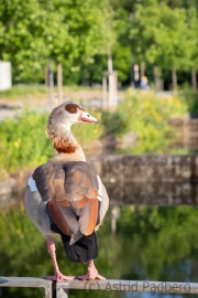 Phoenix-West, Nilgans