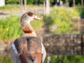 Phoenix-West, Nilgans