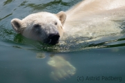 Eisbär im Wasser