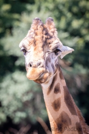 Rothschildgiraffe