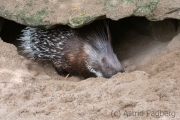 Stachelschwein