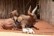 Zebu mit jungen Ziegen