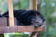 Binturong