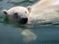 Eisbär im Wasser