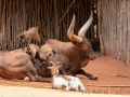 Zebu mit jungen Ziegen