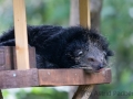 Binturong