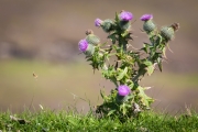 Fair Isle, Landschaft