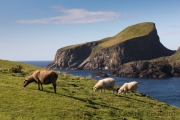 Fair Isle, Sheep Rock