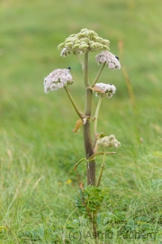 Fair Isle, Bärenklau