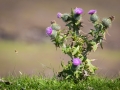 Fair Isle, Landschaft