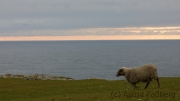 Fair Isle, Schafe