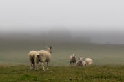 Fair Isle, Schafe