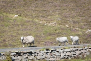 Fair Isle, Schafe