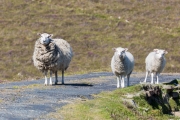 Fair Isle, Schafe