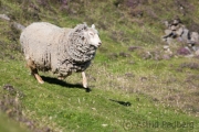 Fair Isle, Schafe