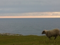 Fair Isle, Schafe