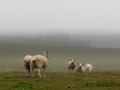 Fair Isle, Schafe