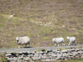 Fair Isle, Schafe