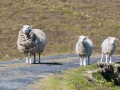 Fair Isle, Schafe