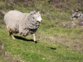 Fair Isle, Schafe