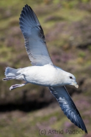 Eissturmvogel