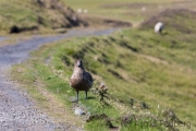 Große Raubmöwe, Skua