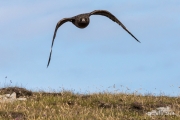 Attacke! Große Raubmöwe, Skua