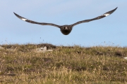 Attacke! Große Raubmöwe, Skua