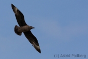 Große Raubmöwe, Skua