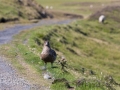 Große Raubmöwe, Skua