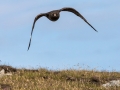 Attacke! Große Raubmöwe, Skua