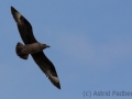 Große Raubmöwe, Skua