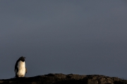 Felsenpinguin, Bleaker Island