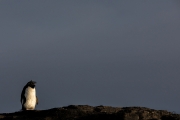 Felsenpinguin, Bleaker Island