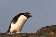 Felsenpinguin, Bleaker Island