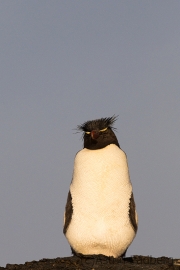 Felsenpinguin, Bleaker Island