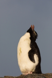 Felsenpinguin, Bleaker Island