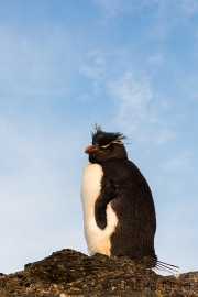 Felsenpinguin, Bleaker Island