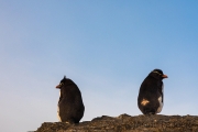 Felsenpinguin, Bleaker Island