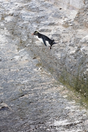 Felsenpinguin, Bleaker Island