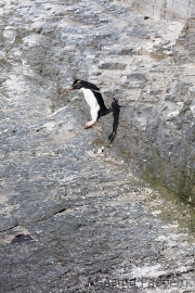 Felsenpinguin, Bleaker Island