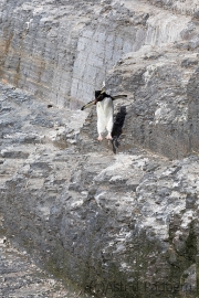 Felsenpinguin, Bleaker Island