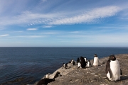 Felsenpinguin, Bleaker Island