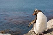 Felsenpinguin, Bleaker Island