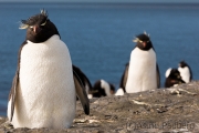 Felsenpinguin, Bleaker Island