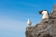 Felsenpinguin, Bleaker Island