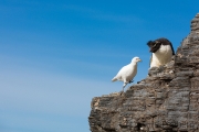 Felsenpinguin, Bleaker Island