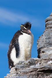 Felsenpinguin, Bleaker Island