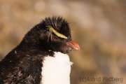 Felsenpinguin, Bleaker Island